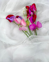 Bouquet sweet peas, white soft tulle, fabric background. Minimalist romantic design from above, flat lay. Backdrop, banner, for social media, greeting or invitation cards, copy space, place for text.