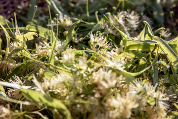 Linden flowers in sun light. Close-up. Healthy herbal tea from nature