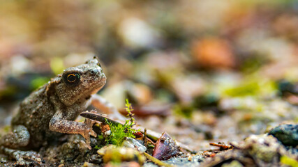 Small toad resting on the sand road