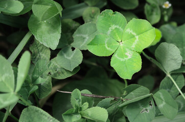 Four-leaf clover bringing good luck.
