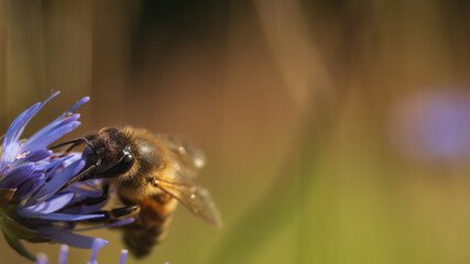 Apis mellifera looking for pollen