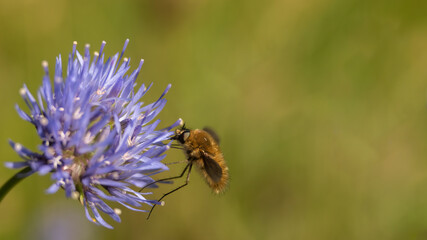 Fluffy fly feeding from blue flower