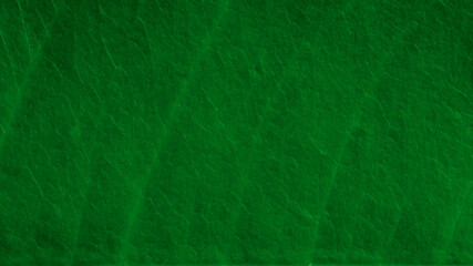 Dark green leaf texture