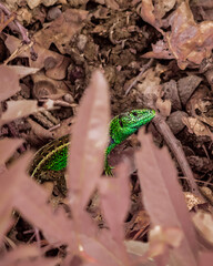 Green sand lizard(Lacerta agilis) hiding in the leafs.