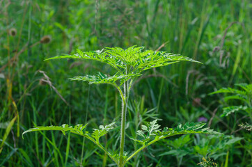 Ambrosia is a source of allergies. Blooming ragweed in nature.