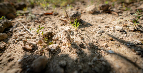 Mus spretus baby mouse smelling around, wide angle