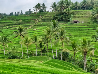 Panorama view on rice terraces Jatiluwih