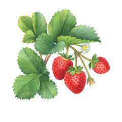 Closeup of a branch of the red strawberry fruits (known as Fragaria, garden strawberry) with green leaves. Watercolor hand drawn painting illustration isolated on white background.