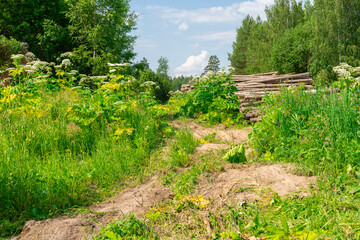 road in the countryside, along the sides of the giant thickets of hogweed