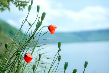wild poppy