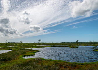 landscape from swamp, sunny summer day with bog vegetation, trees, mosses and ponds, cloudy sky