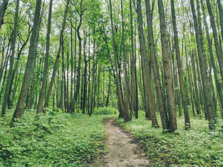 Fototapeta na wymiar Road in a beautiful forest. Forest trail landscape.