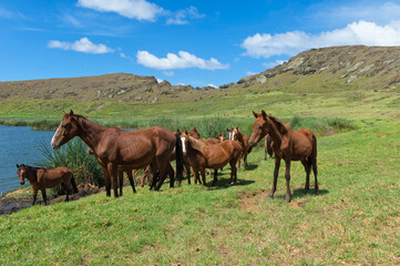 Fototapeta na wymiar Horses in the Rano Raraku crater, Rapa Nui National Park, Easter Island, Chile
