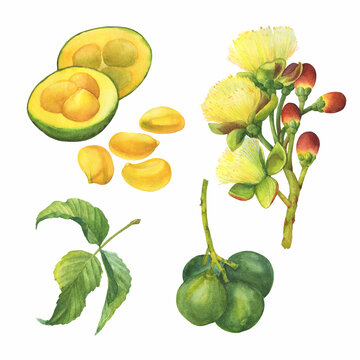 Set of Pequi tree or "souari nut" (Caryocar brasiliense, known as Pequi in central Brazilian cerrado habitat) with flowers. Watercolor hand drawn painting illustration isolated on white background.
