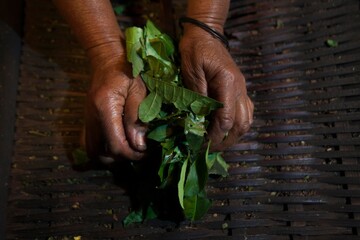 a resident squeezes freshly picked tea leaves before being heated on a wood stove until wilted, and ready to be served for health drinks in Slawi, Central Java.