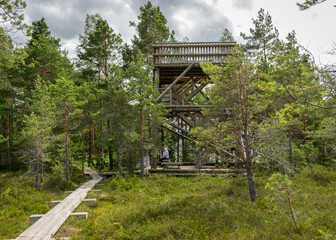 landscape with a wooden nature observation tower on the side of the bog, traditional bog vegetation background
