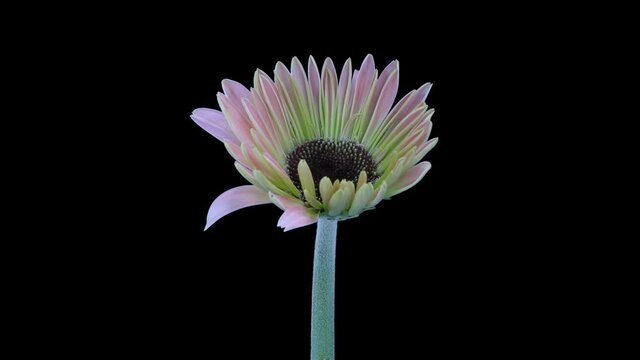Time-lapse of growing and opening pink gerbera flower 3a3 in UHD 4K PNG+ format with ALPHA transparency channel isolated on black background
