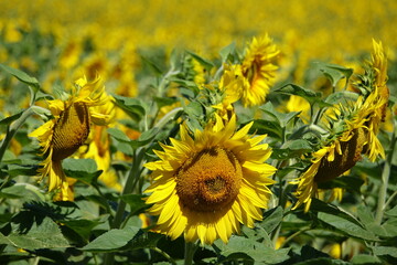 champ de tournesol un en gros plan