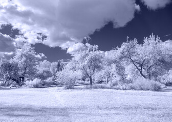 surreal landscape with trees and meadows, gorgeous cumulus clouds, Photographed with infrared filter, infrared photography