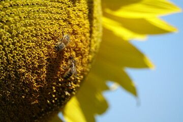tournesol et abeilles macro