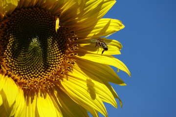 abeille et tournesol