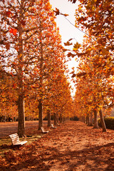 Golden glowing yellow ginkgo trees along the side of the road.