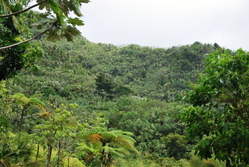 Fototapeta na wymiar El Yunque Regenwald, Puerto Rico