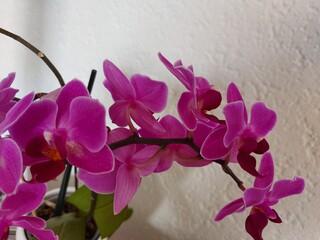 purple orchid