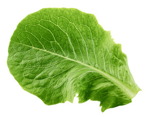 Romain Lettuce leaf isolated on white background, clipping path, full depth of field