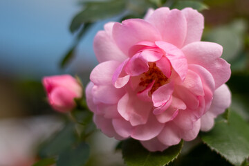 Pink rose in the garden