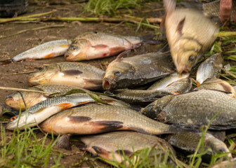 fish on the lake shore, fisherman's catch in the hall, summer by the water