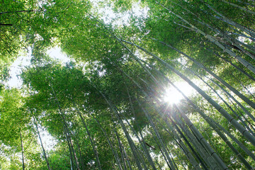 Obraz na płótnie Canvas Arashiyama Bamboo Grove, Kyoto, Japan