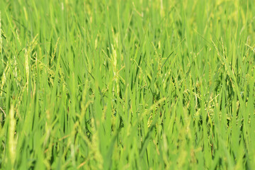 green rice at paddy farm
