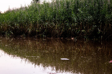 reeds in the water