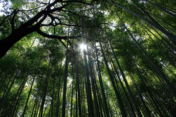 Arashiyama Bamboo Grove, Kyoto, Japan