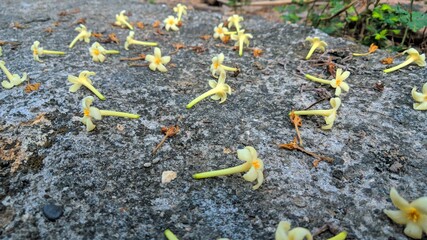 Close up of papaya flowers that fall on the rock