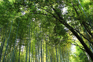Obraz premium Arashiyama Bamboo Grove, Kyoto, Japan