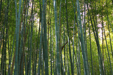 Fototapeta na wymiar Arashiyama Bamboo Grove, Kyoto, Japan