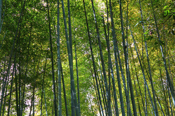 Arashiyama Bamboo Grove, Kyoto, Japan
