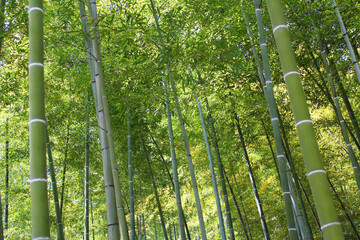 Fototapeta premium Arashiyama Bamboo Grove, Kyoto, Japan