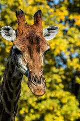 Giraffe (Giraffa camelopardalis)