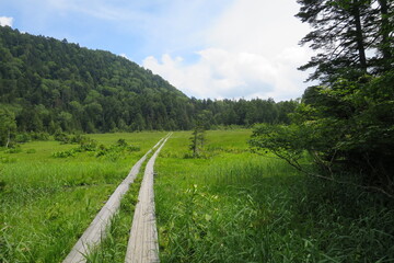 尾瀬の木道、深い緑へと続く道。