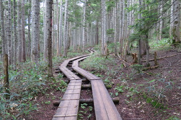 木道、どこまでも続く自然。