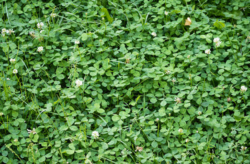 large field of blooming white clover