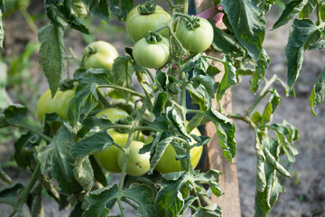 unripe tomatoes growing in the vegetable garden