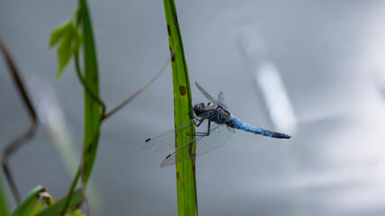a large dragonfly sitting on a reed leaf