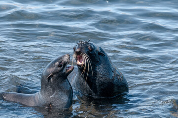 Fototapeta premium Foka północna (Callorhinus ursinus) podczas holowania na wyspie St.George, Wyspy Pribilof, Alaska, USA