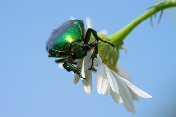 Rose chafer  on white wildflower against the sky. Cetonia aurata or the green rose chafer.Place for text