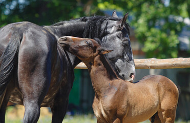 Mother horse with foal on the summer stud farm