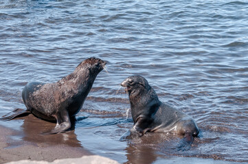 Northern Fur Seal (Callorhinus ursinus) at hauling-out in St. George Island, Pribilof Islands, Alaska, USA